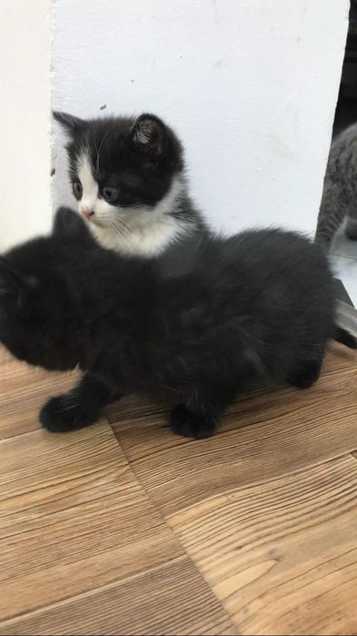 Британский кошки