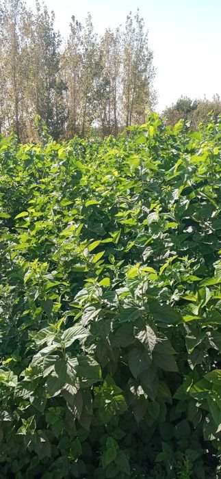 Tut, Tut, Тут Kuchatlari bor sotuvda