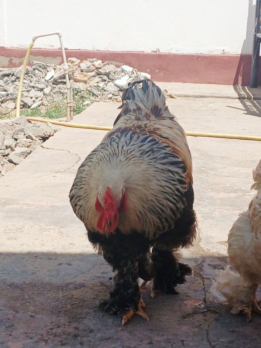Brama xoʻroz sotiladi