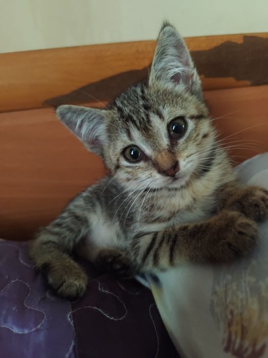 Микки — пушистый комочек счастья для вашей семьи!