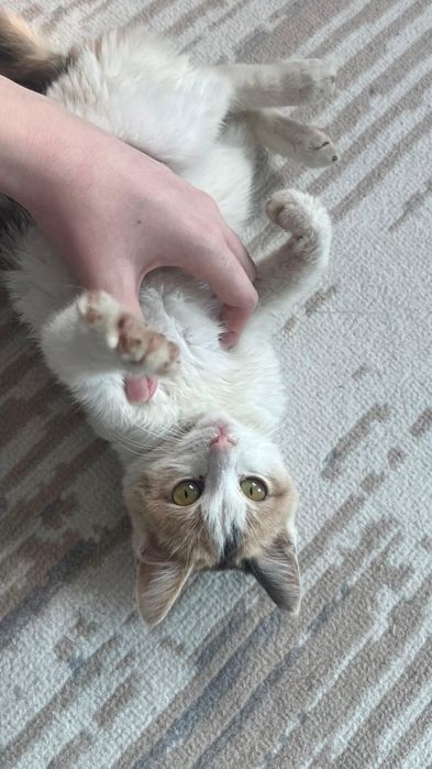 Кошка в добрые руки