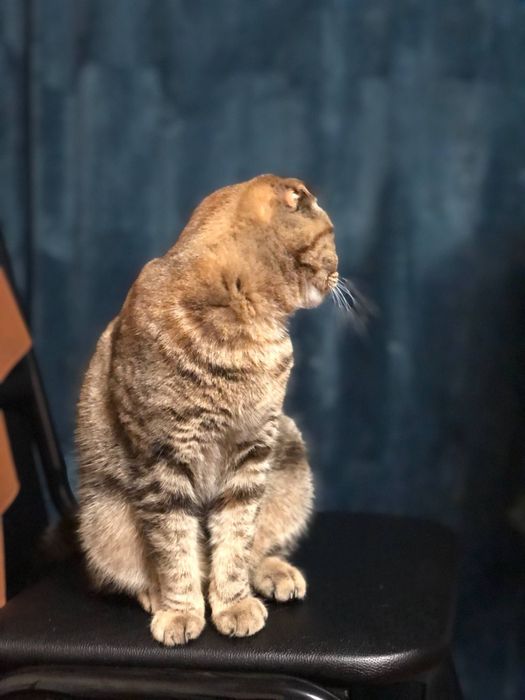 Скотиш фолд Тоза зот