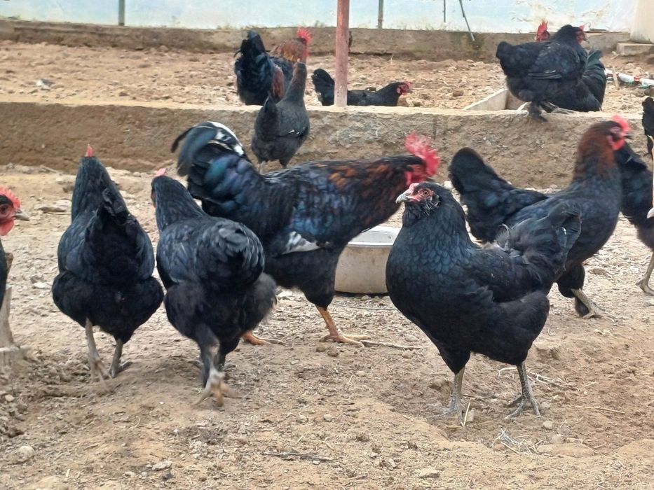 Қора шаҳзода тухуми ва хўрозлари сотилади