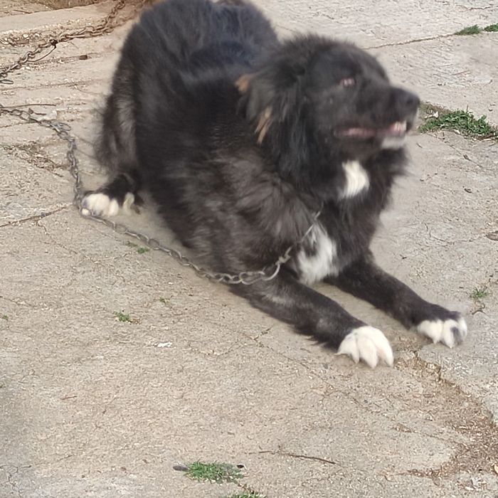 Продавам майка, баща и  син