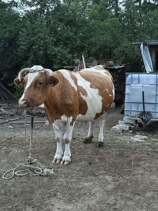 Vând vacă. Pret negociabil