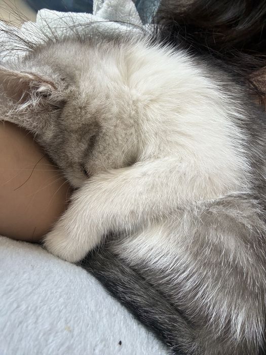 Отдам котенка в хорошие добрые руки! В лоток ходит самостоятельно