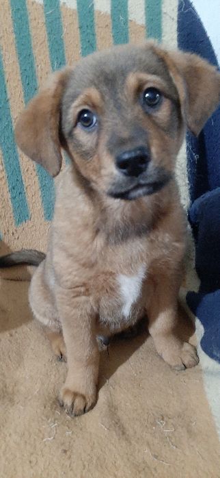 Отдам щенков только в добрые руки.