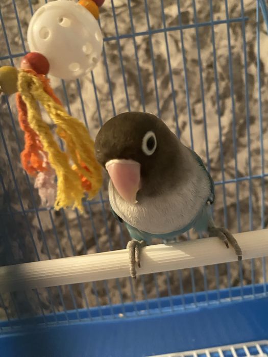 Попугай неразлучник с клеткой