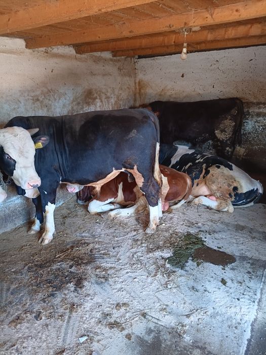 Vând taurasi de la 300 de kg până la 500 de kg. Preț 25 de lei  pe kg