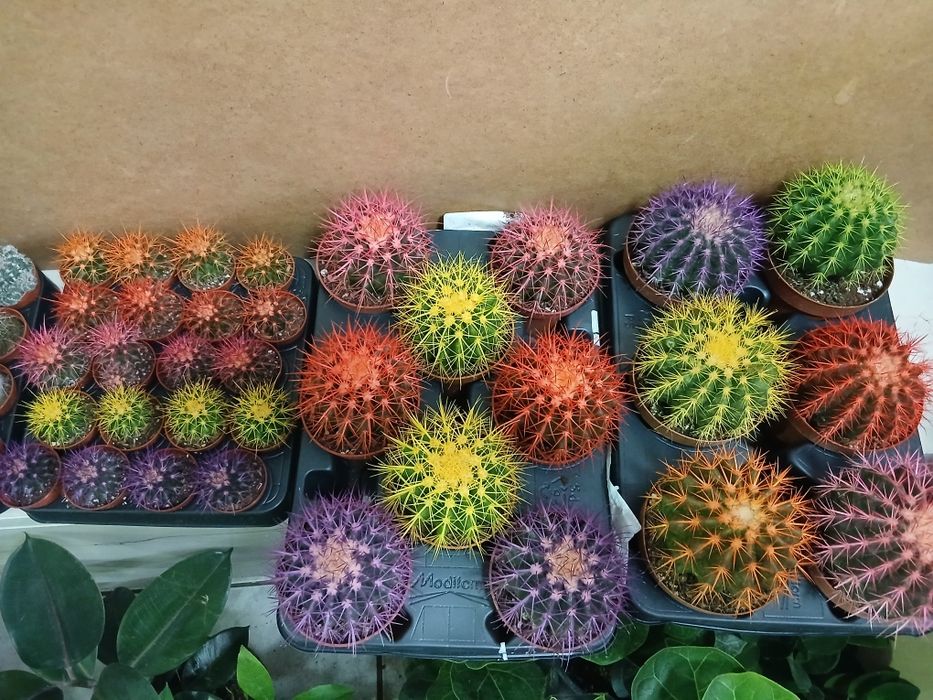 Кактусы микс разные от 2000тг
