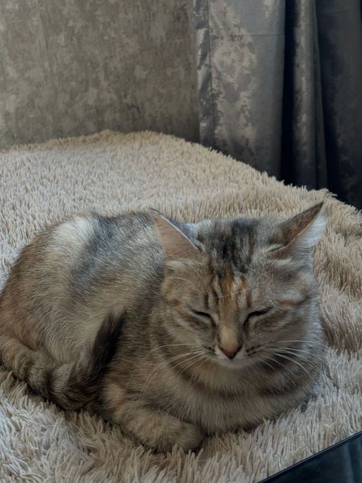 Кошка в добрые руки