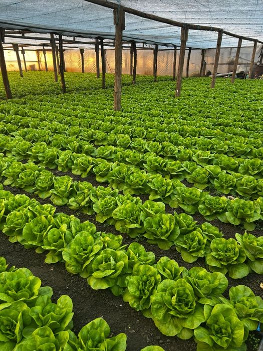 Salată verde Shangore