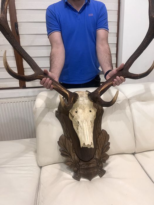Trofeu  cerb carpatin