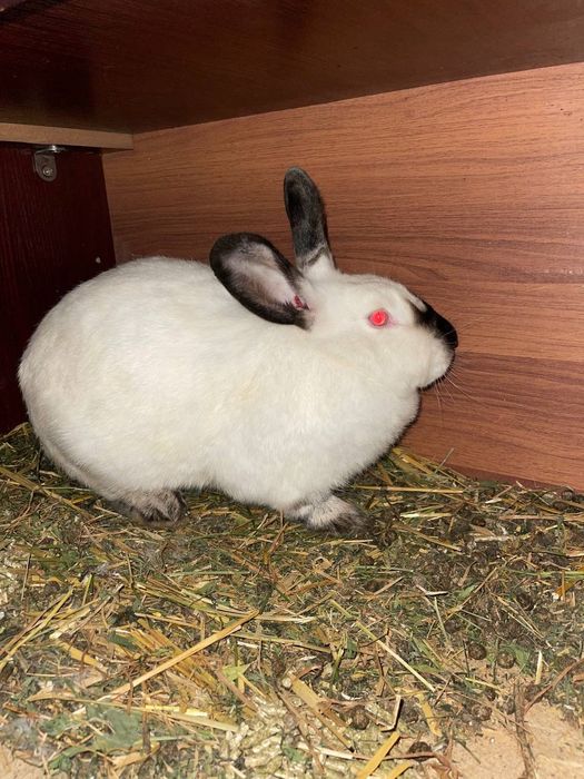 Kalif samka sotiladi