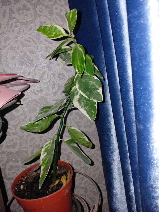 Комнатные цветы разные