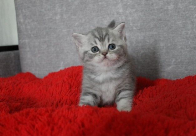 Шотланские котята