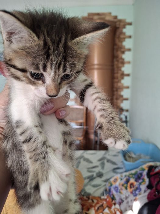 Котята мама Ангорка