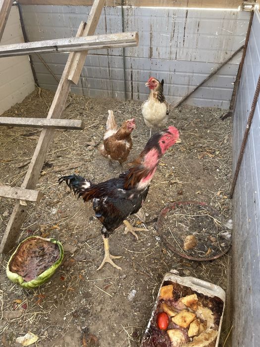 Байтсовый кораз сатылады