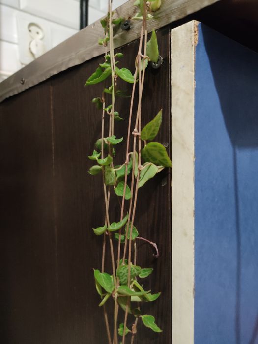 Циропегия Вуда. Цветок комнатный