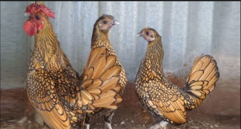 Сибрайт золото и серебро