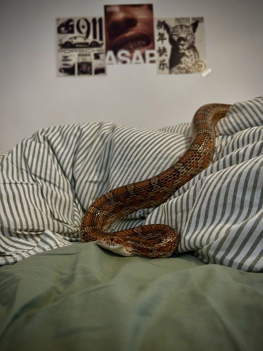 Corn snake + terariu 120x45x60