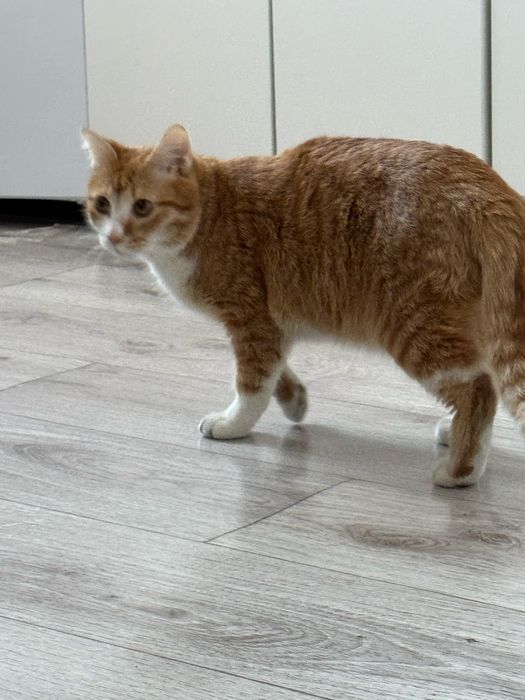 Котенок бесплатно