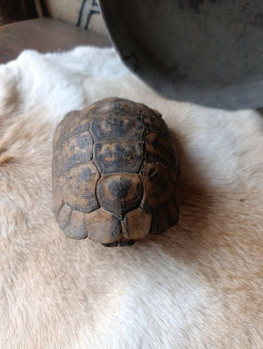 Костенурка за украса на битови стай