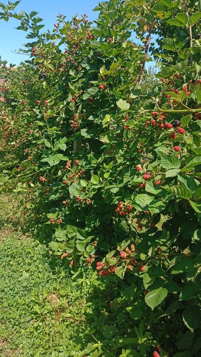 Vand mure, prune, mere și alte fructe