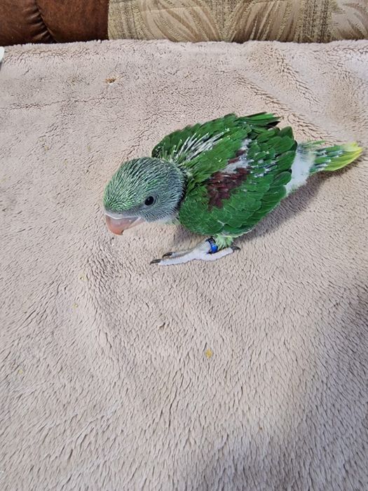 Pui blânzi de papagal marele alexandru