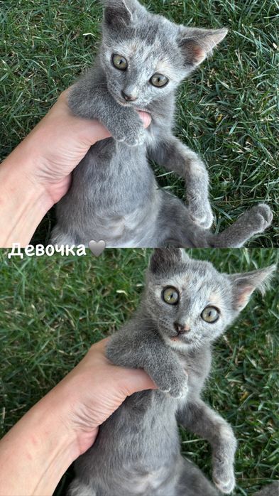 Котята в добрые руки