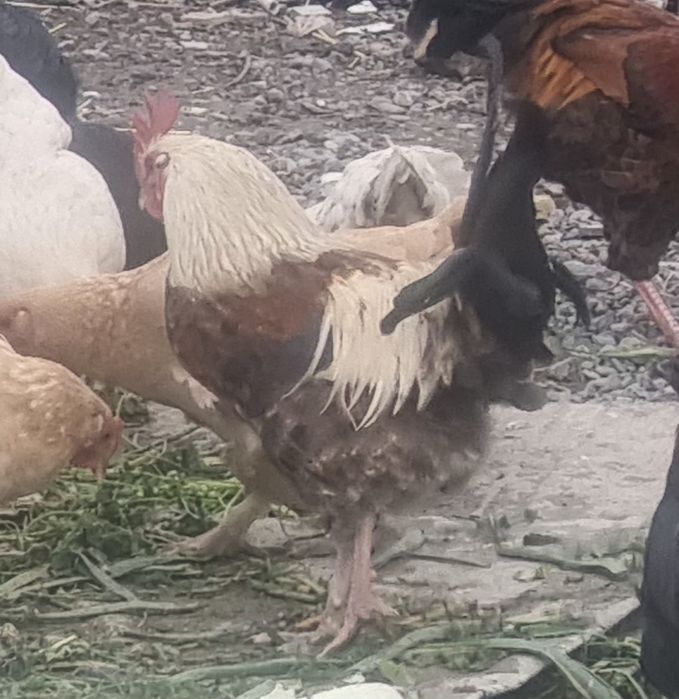 Здаровый домашный куры