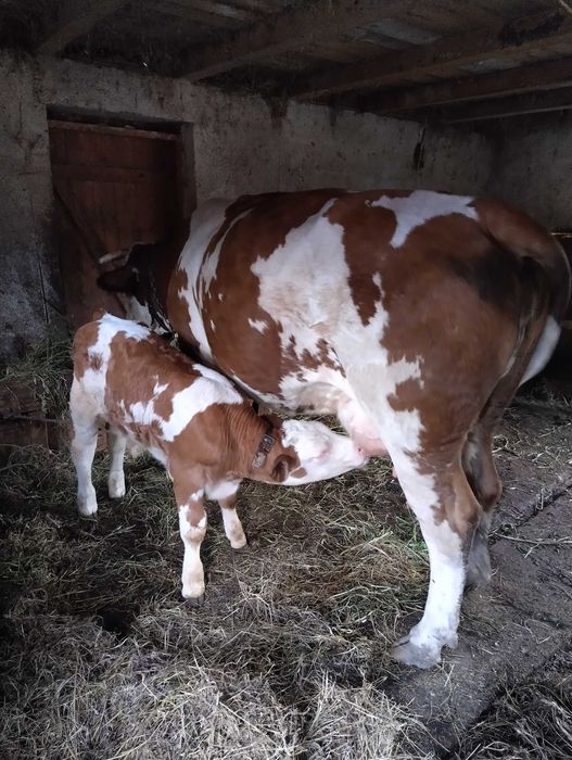 Vaca baltata romaneasca