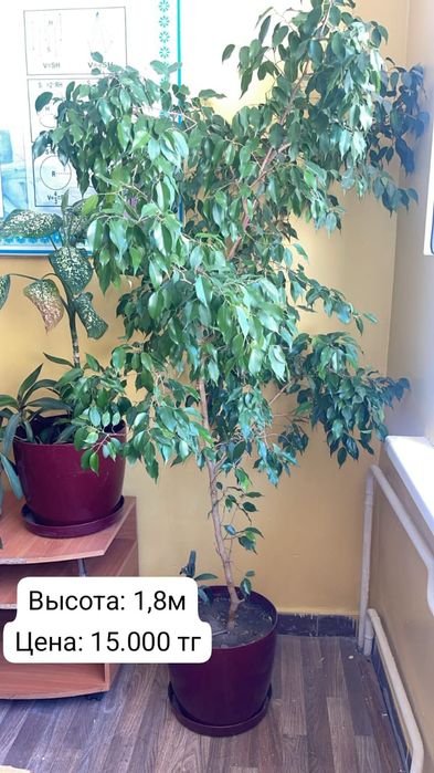 Комнатные цветы разные