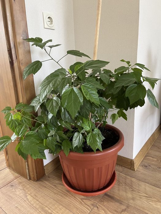 Продам растение китайская роза