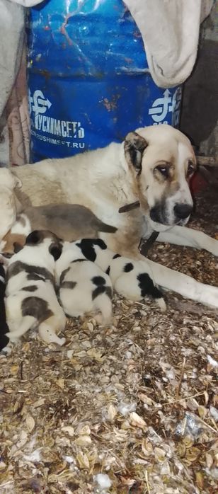 Алабай ұрғашы күшіктер