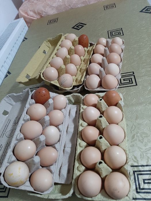 Vand oua de gaini de tara