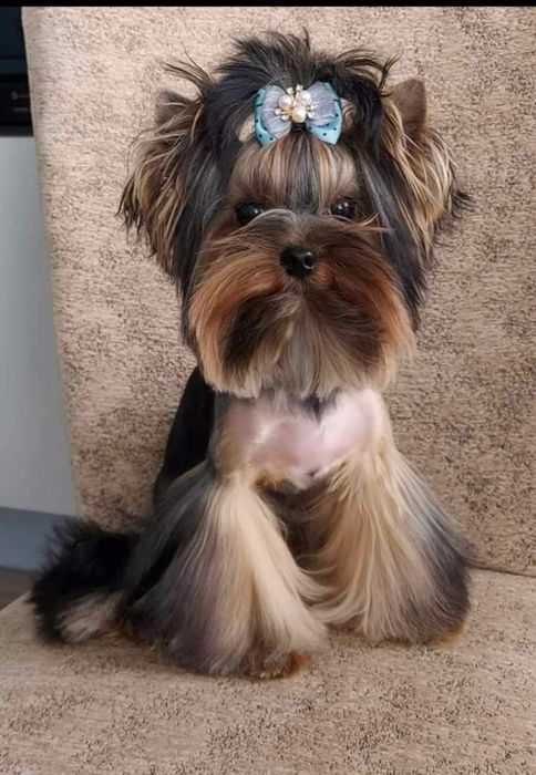 Мини йоркширски териер