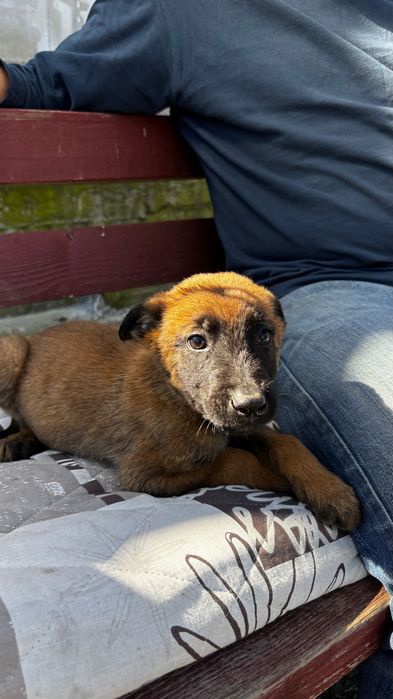 Cătei Malinois de vanzare