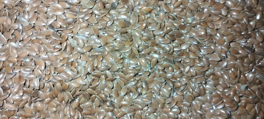 Продам Семена Льна  Сорт Северный