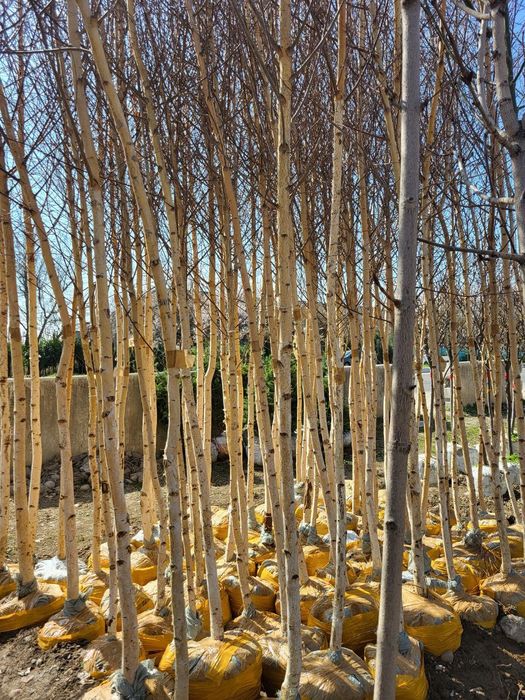 Берёза (la betula)