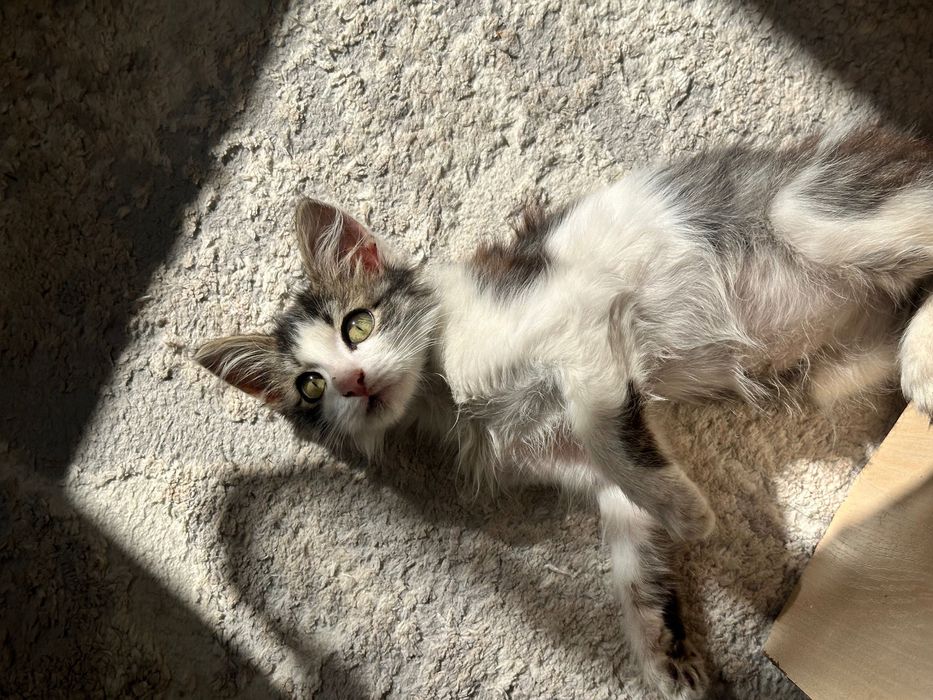 Отдам котенка девочка