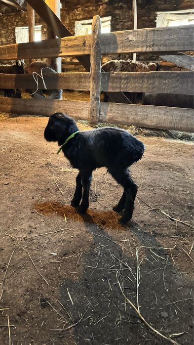 Жас туған қозылар сатылады.