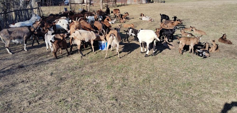 Capre tinere cu iezi