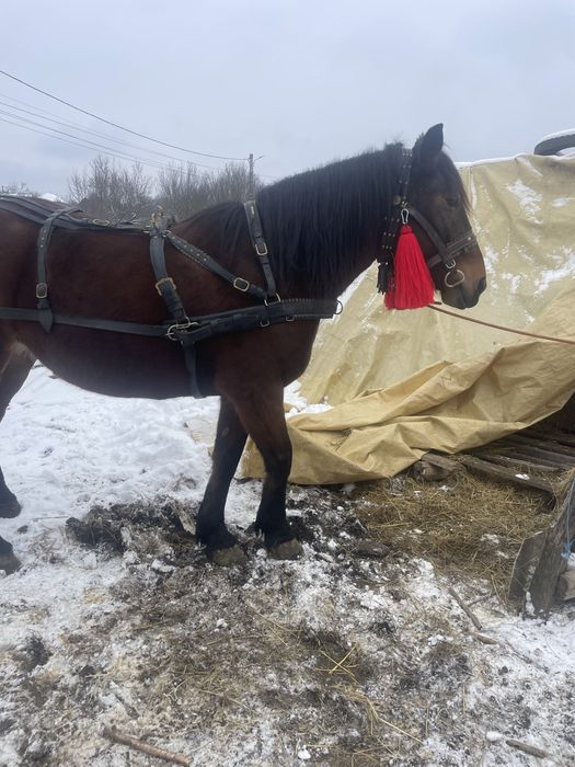 Iapa de 7pe 8 ani 1,75 la greaban