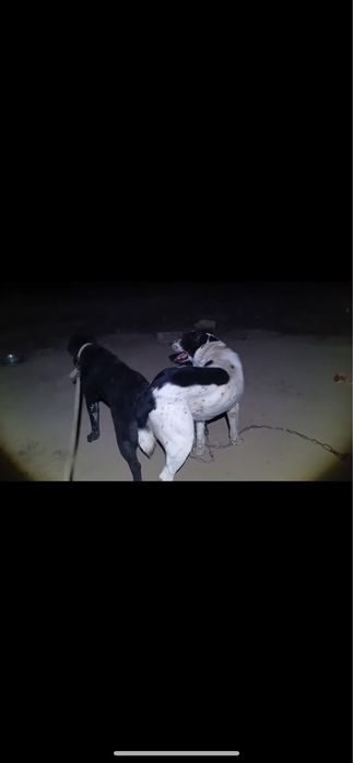 Щенок Алабай Тобет