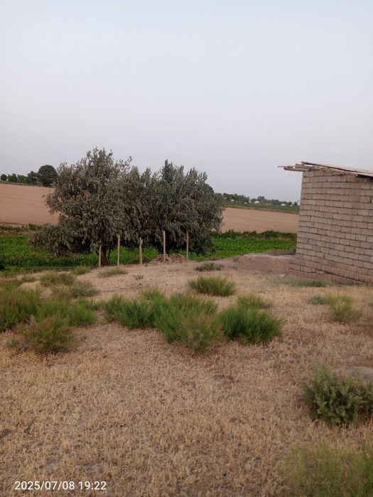 Tomorqa sotiladi suroshni dala