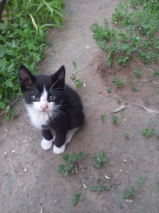 Отдам красивых котят