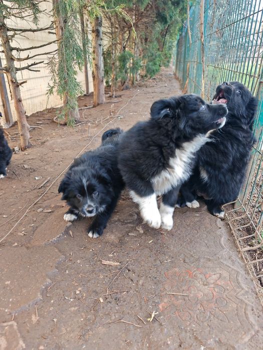 Pui Border Collie 3 luni