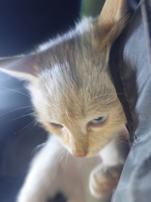 Котик в добрые руки