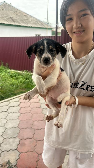 Щенки 2х месячные